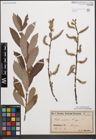 Foto von Salix cinerea L.